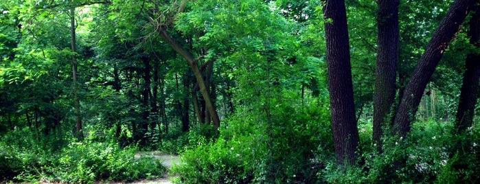 Bosque de Bolonha is one of France.