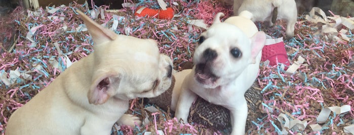 Chelsea Kennel Club is one of Puppy Gazing.