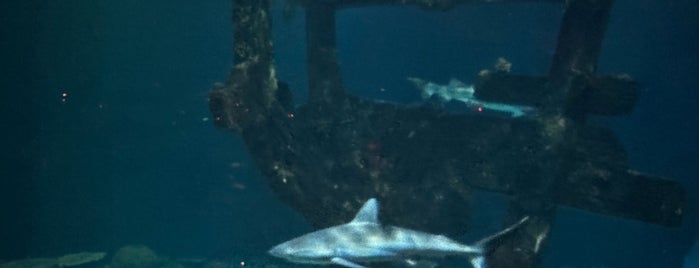 Shark Reef Aquarium is one of Vegas.