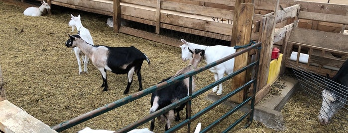 Lively Run Goat Dairy is one of Upstate ny.
