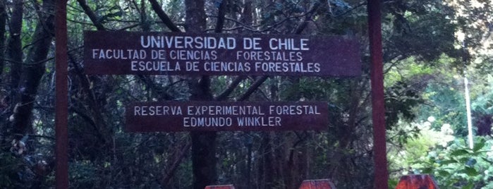 Reserva Forestal Universidad de Chile is one of Vacaciones Frutillar 2012.