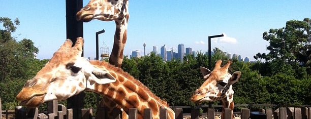 Taronga Zoo is one of Sydney to do.