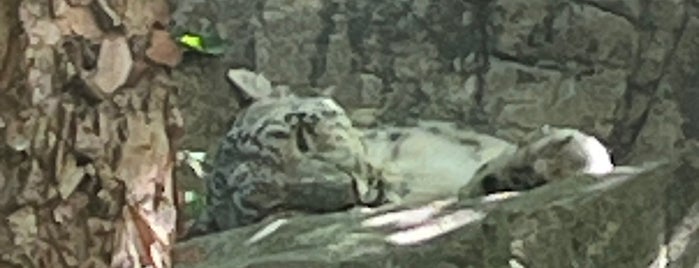 Snow Leopard is one of NYC to-do list.