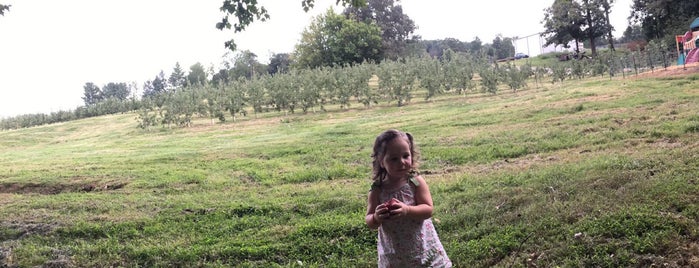 hillcrest apple orchard is one of Georgia Farms.