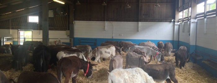 The Donkey Sanctuary is one of Locais curtidos por Martin.