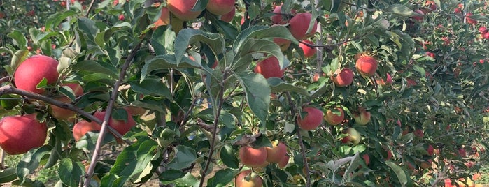 Indian Ladder Farms is one of Regional Activities.