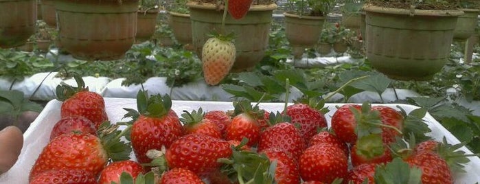 EQ Strawberry Farm is one of Best Food Corner (1) ;).