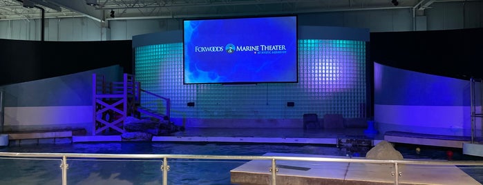 Sea Lion Show is one of Fun things to do in Connecticut.
