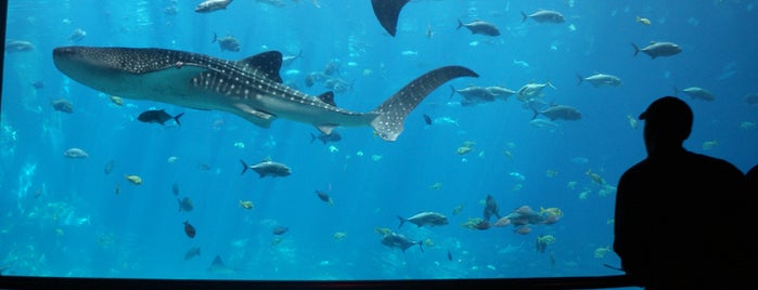 Georgia Aquarium is one of Tips images.