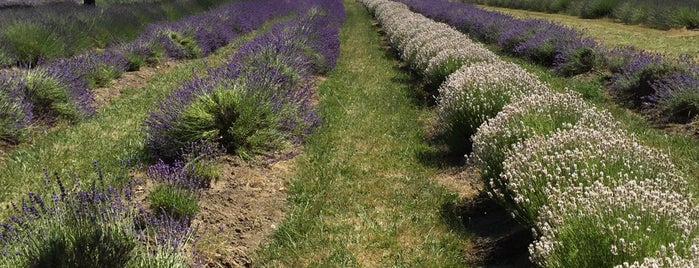 Lavender Lake Farms is one of Erinさんのお気に入りスポット.