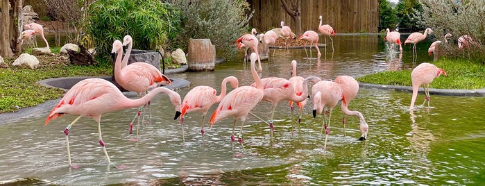 Flamingo Cove is one of SeaWorld San Antonio.