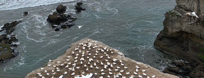 Muriwai Beach Gannet Colony is one of Auckland must-sees.