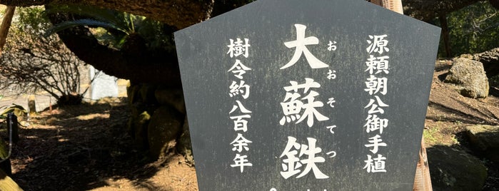 源頼朝公御手植 大蘇鉄 is one of 寺社.