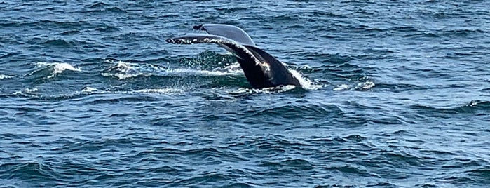 Hyannis Whale Watch Cruise is one of Cape cod.