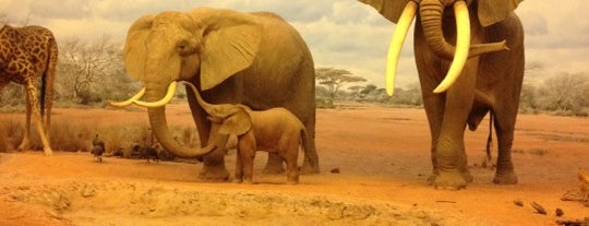 African Mammal Hall is one of สถานที่ที่ G ถูกใจ.