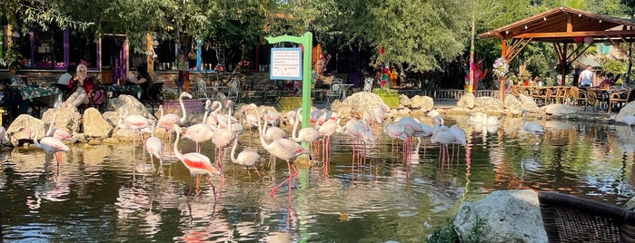 Flamingo Köy is one of Locais salvos de Sena.