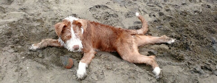 Fort Funston is one of Pet the Pooch: Dog Friendly Places in the Bay Area.