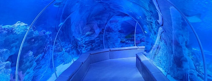 Emaar Aquarium & Underwater Zoo is one of Locais curtidos por Gökhan.