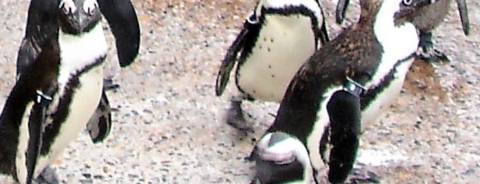 Penguin Island is one of Lieux qui ont plu à Lizzie.