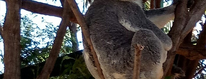Koala Park is one of Australia.