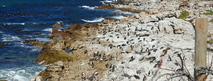 Stony Point Penguin Colony is one of Betty's Bay.