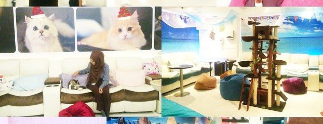 Cuddles Cat Cafe is one of Singapore cat cafes.