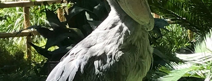 Shoebill Stork is one of สถานที่ที่ Hirorie ถูกใจ.