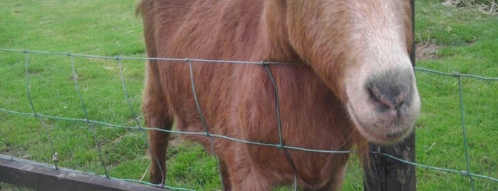 Totnes Rare Breeds is one of Lieux qui ont plu à Robert.