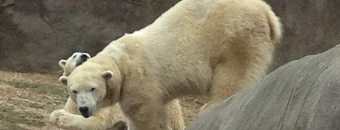 Polar Bear Exhibt is one of Tempat yang Disukai Leanne.