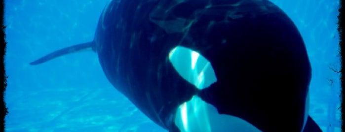 Shamu Up Close is one of SeaWorld - Orlando.