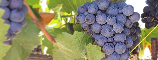 Artesa Vineyards & Winery is one of Napa Valley Favorites.