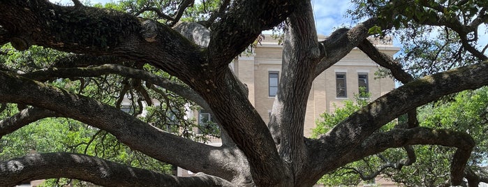 Century Tree is one of Aggieland.