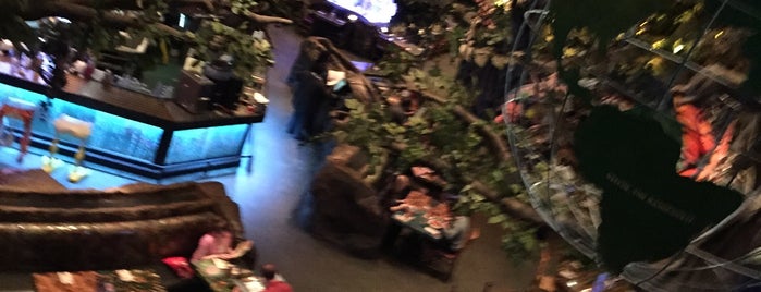 Rainforest Cafe is one of Ronaldoさんのお気に入りスポット.