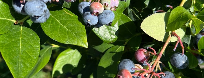 Carlson Orchards, Inc is one of Massachusetts.