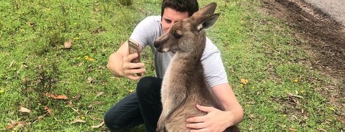Kangaroo Park is one of Locais curtidos por Darren.