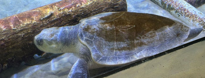 Gumbo Limbo Nature Center is one of Beaches.