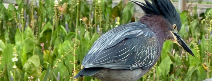 Green Cay Wetlands is one of Beaches.