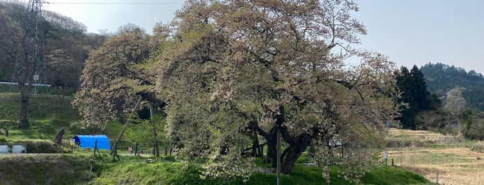 Ishibe cherry tree is one of 八重の桜旅行.