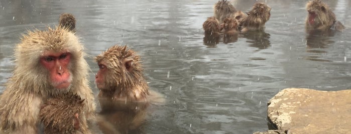 Jigokudani Snow Monkey Park is one of [To-do] Onsen.