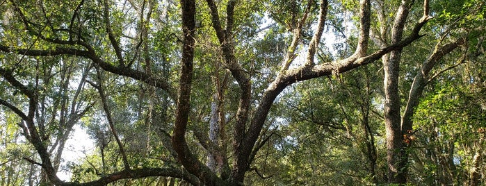 New Tampa Nature Park is one of Lieux sauvegardés par Kimmie.