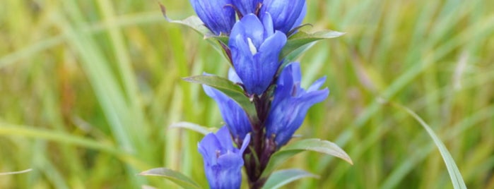 Hakone Botanical Garden of Wetlands is one of 神奈川ココに行く！ Vol.13.