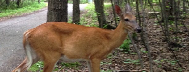 Parc Michel-Chartrand is one of Orte, die barbee gefallen.