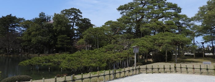 Karasakinomatsu Pine is one of Ishikawa.