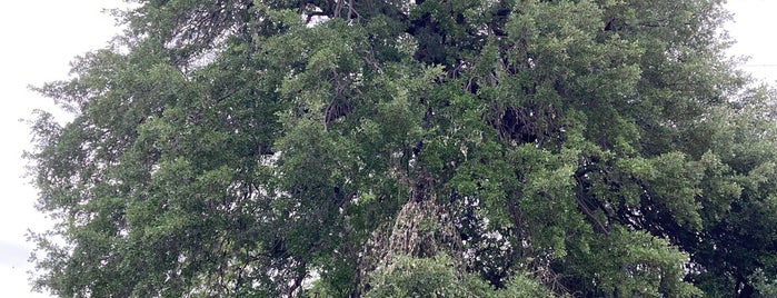 Treaty Oak is one of Austin’s Historic Sites.