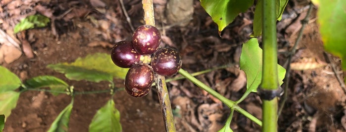 Coffee Plantation is one of Robert 님이 좋아한 장소.