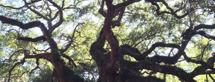 Angel Oak Tree is one of A Weekend Away in Charleston.