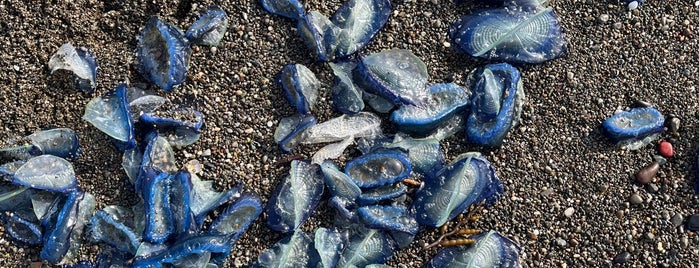 Sharp Park Beach is one of Collaborative Photo Spots + Food.