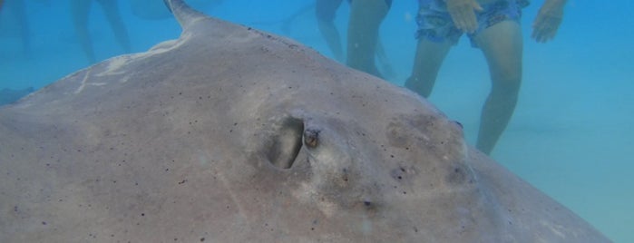 Stingray City is one of Caymans.