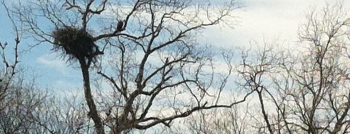 Bald Eagle Nesting Site is one of My Burnet Adventure w/The #DayTripper 1.25.14.