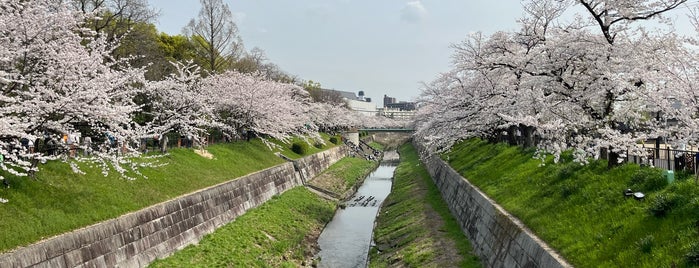 山崎川四季の道 is one of 愛知県の桜スポット.